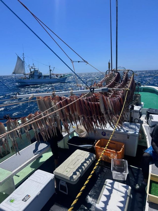 スルメ(スルメイカ)