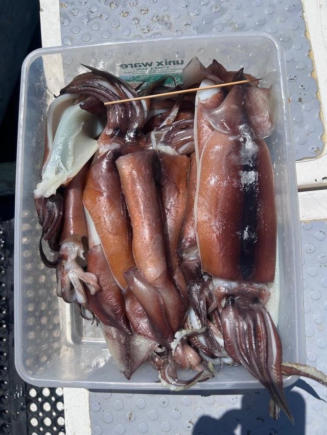 スルメ(スルメイカ)