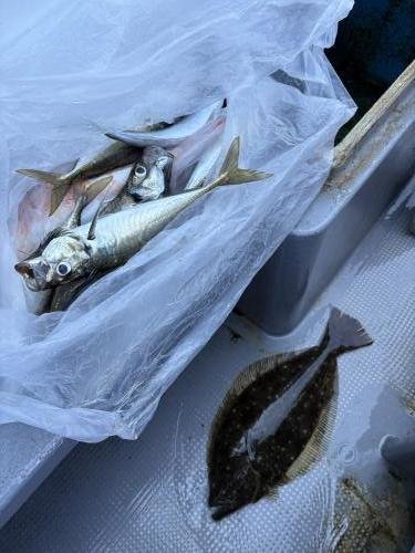 アジ(マアジ)・ヒラメ