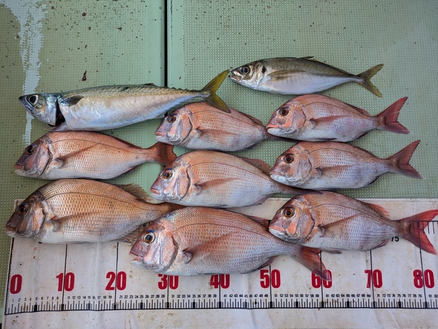 タイ(マダイ)・アジ(マアジ)・マサバ