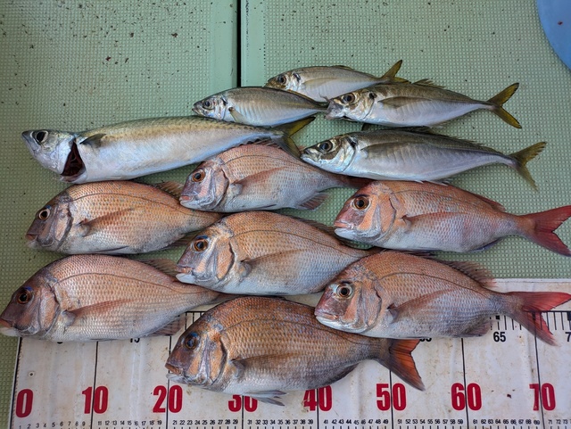 タイ(マダイ)・アジ(マアジ)・マサバ