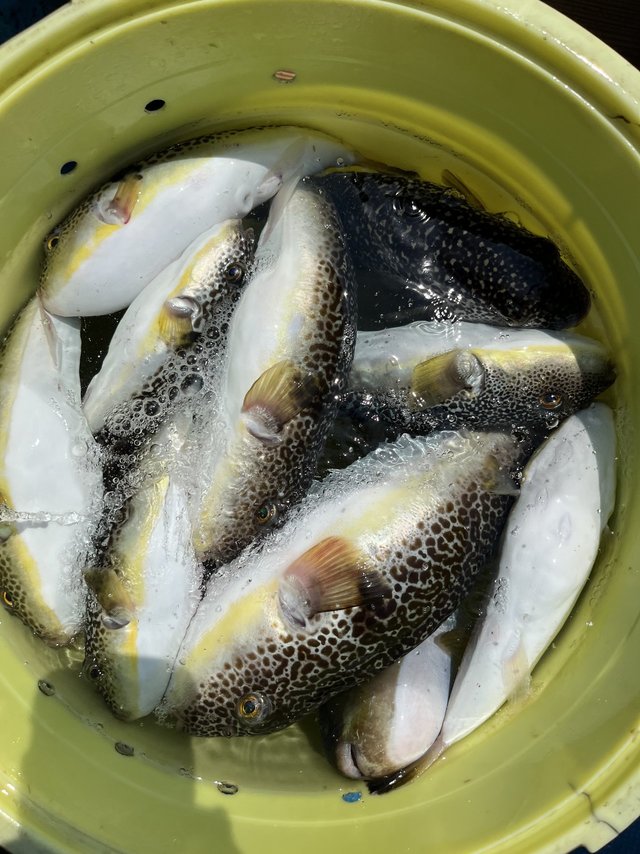 ショウサイフグ