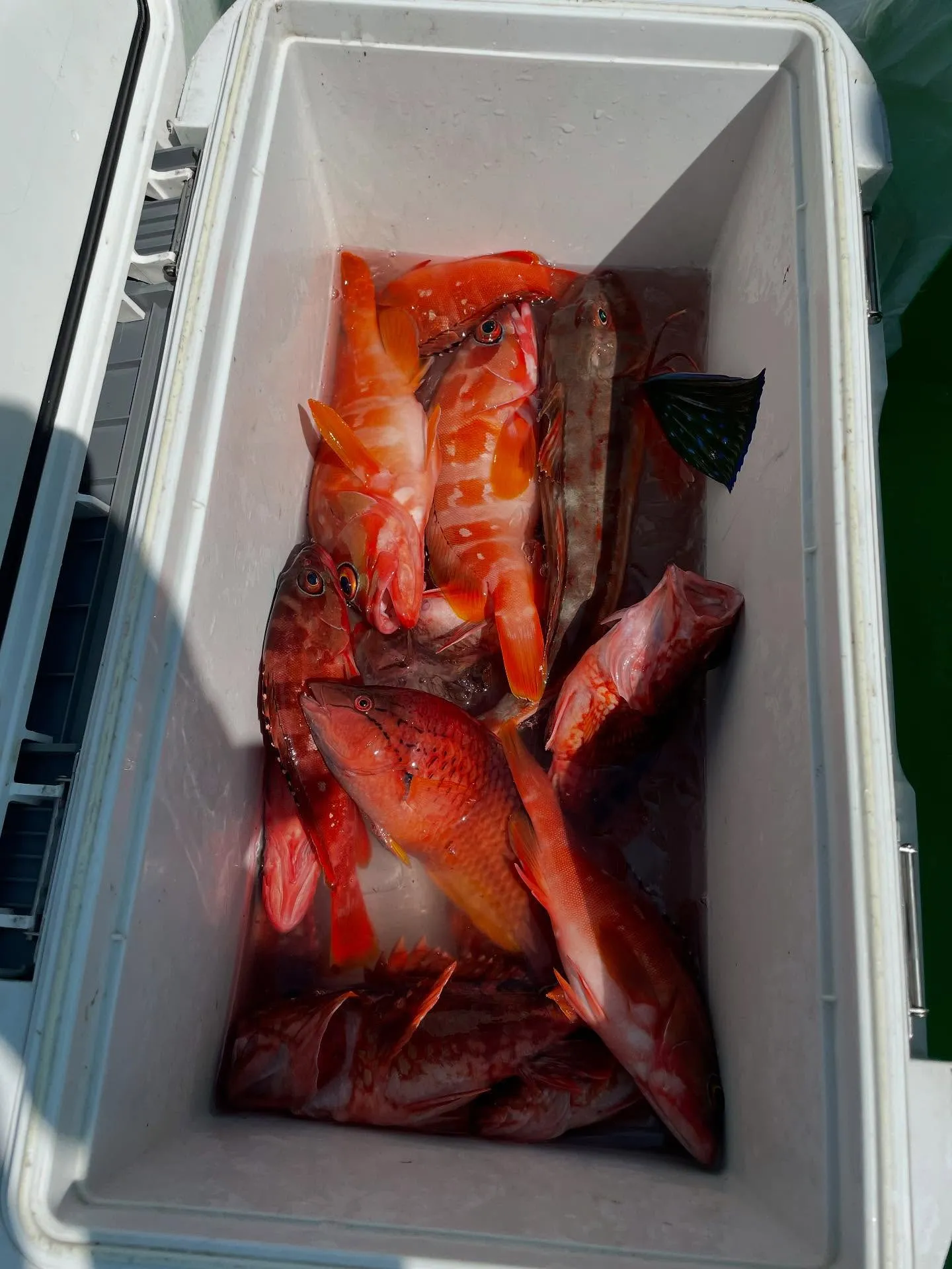 アカハタ・カサゴ・ホウボウ