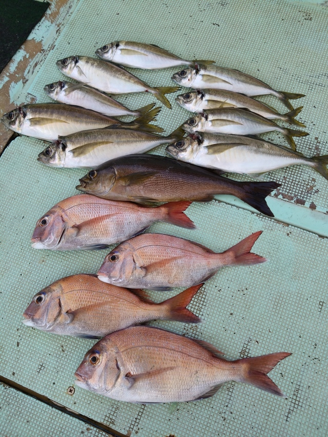 タイ(マダイ)・アジ(マアジ)・イサギ(イサキ)