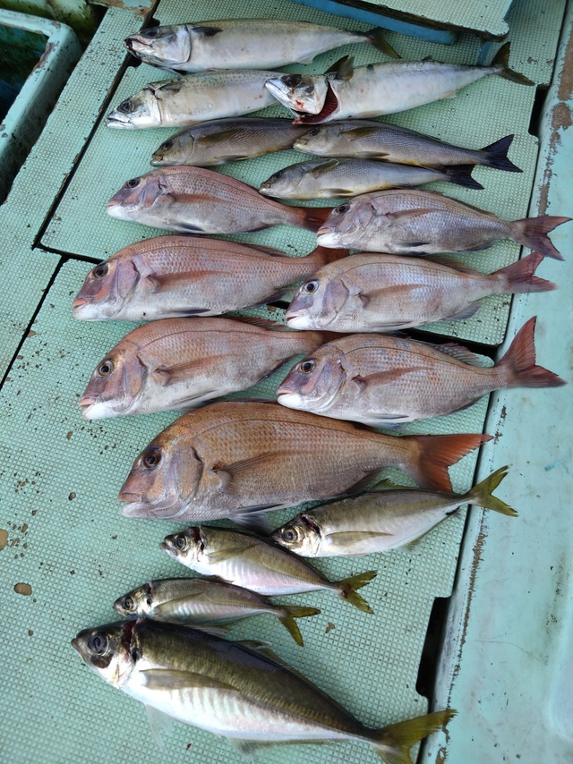 タイ(マダイ)・アジ(マアジ)・イサギ(イサキ)・サバ(マサバ)