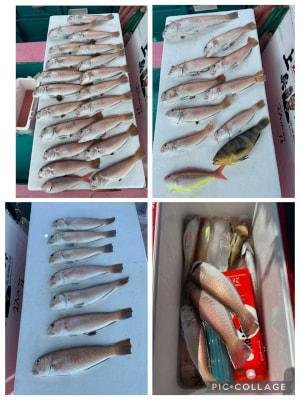 アオハタ・シロアマダイ・イトヨリダイ