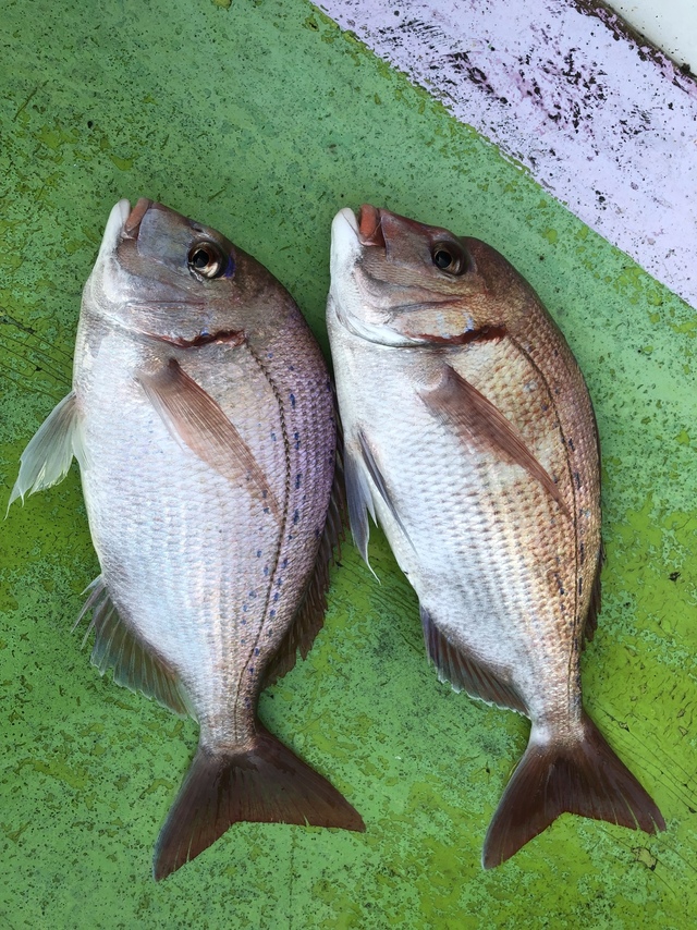 ハナダイ(チダイ)