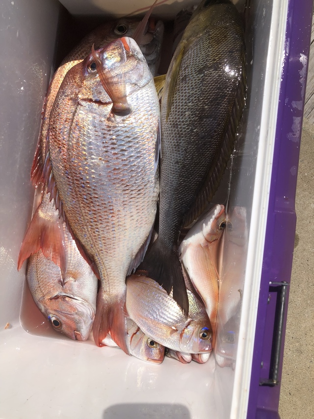 ハナダイ(チダイ)