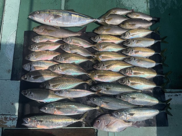 チャリコ(マダイ)・マアジ・メジロ(ブリ)・イサキ・マサバ