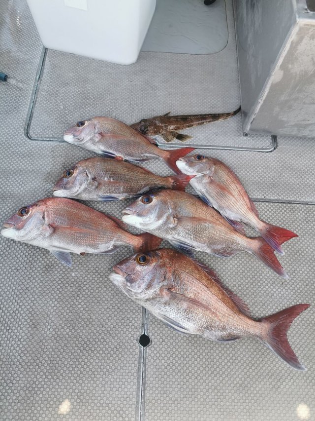 マダイ・オオダイ(マダイ)・イネゴチ