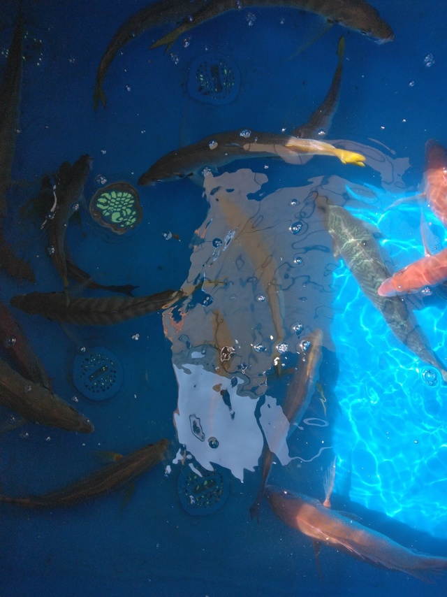 マアジ・マサバ