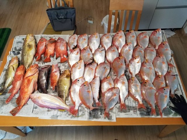 レンコ(キダイ)・タカバ(マハタ)・アオナ(アオハタ)・イトヨリ(イトヨリダイ)・チカメキントキ・アラカブ(カサゴ)