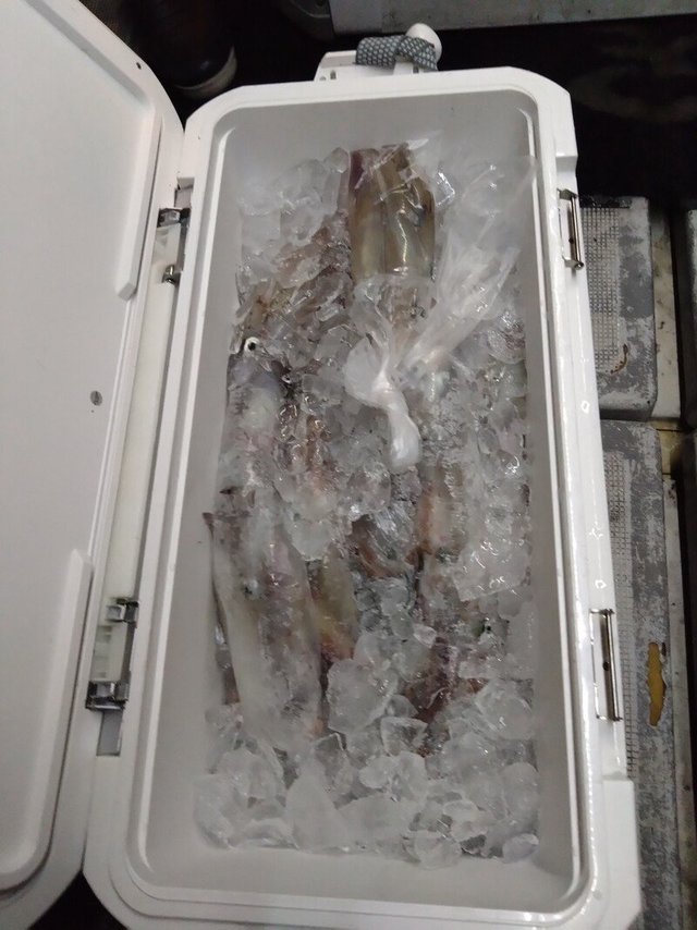 イカ(ケンサキイカ)