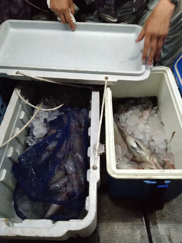 イカ(ケンサキイカ)