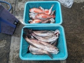 アカムツ・シロムツ(オオメハタ)・メイゴ(クログチ)