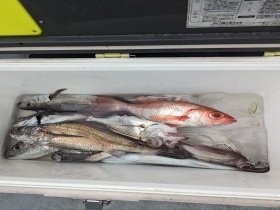 アカムツ・シロムツ(オオメハタ)・メイゴ(クログチ)