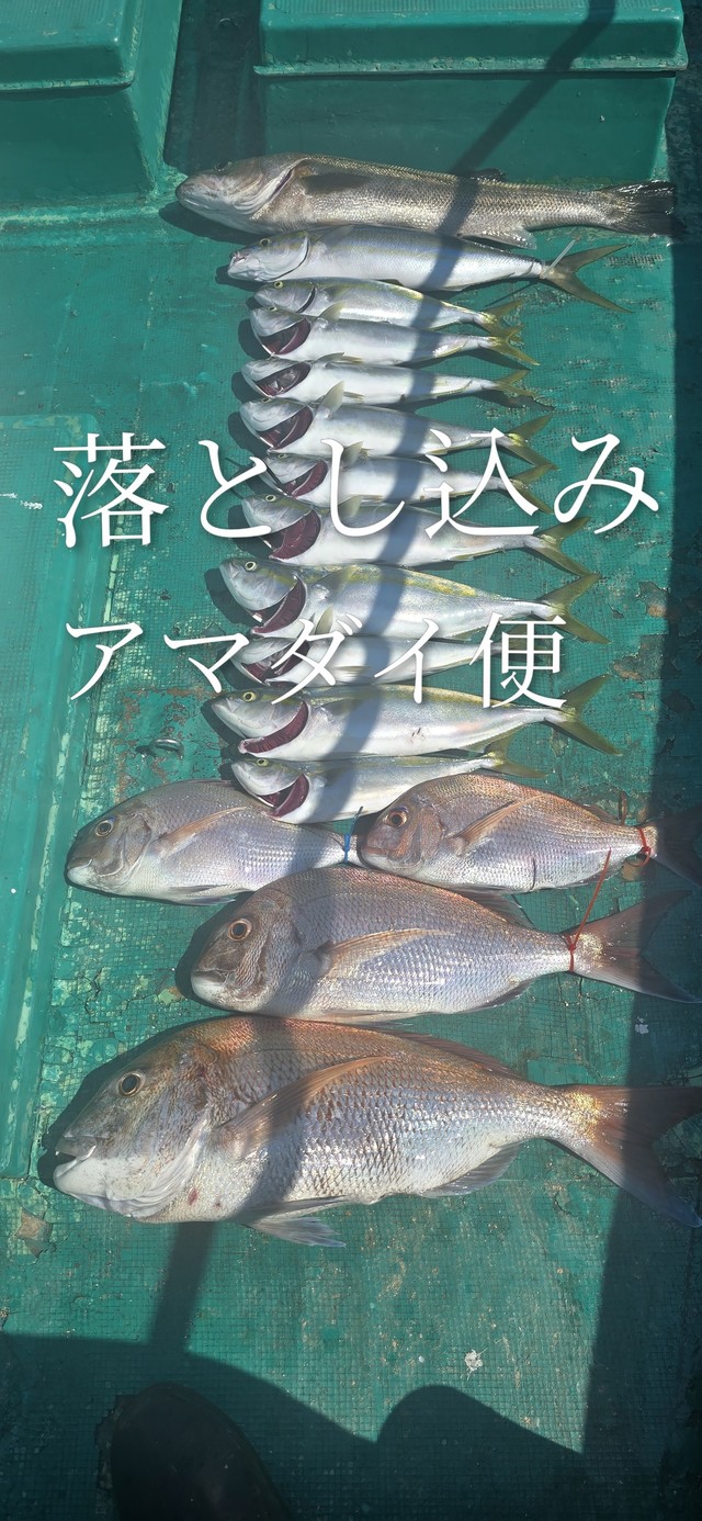 マダイ・ハマチ(ブリ)