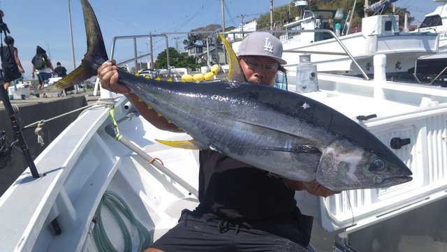 キハダマグロ(キハダ)