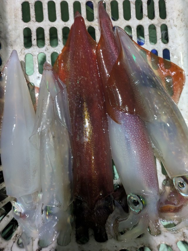 イカ(ケンサキイカ)