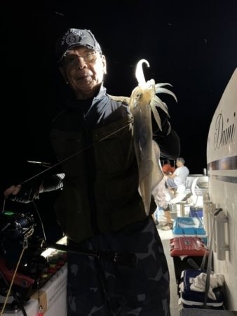 イカ(ヤリイカ)