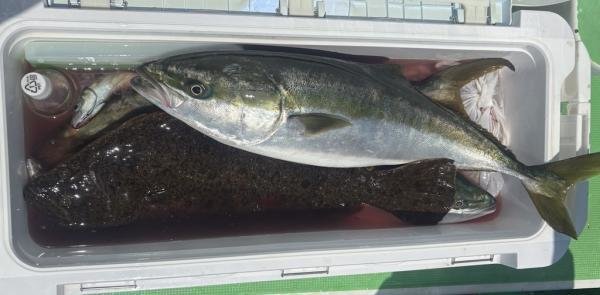 ワラサ(ブリ)・ヒラメ