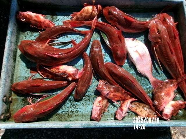 マダイ・カサゴ・ホウボウ