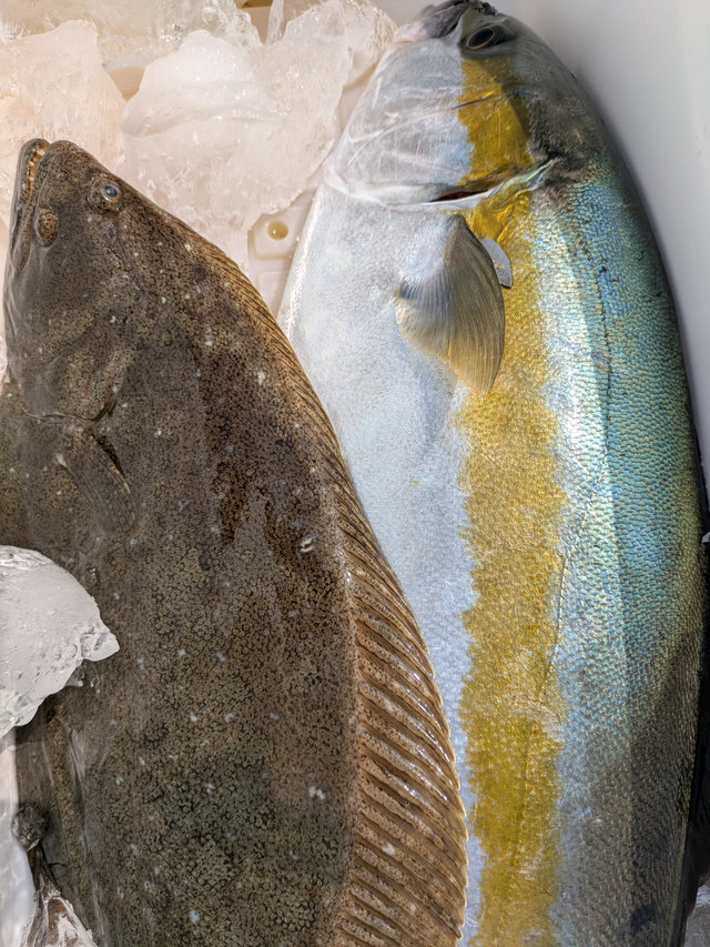 ワラサ(ブリ)・ヒラメ