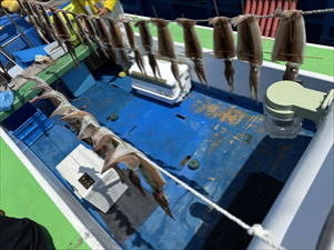 スルメ(スルメイカ)