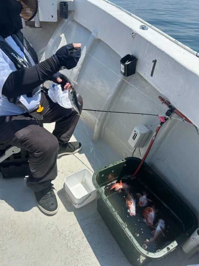 アラカブ(カサゴ)