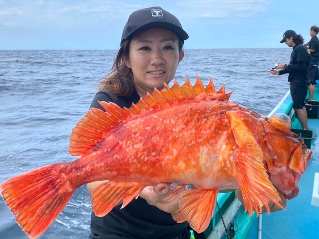 カンコ(ウッカリカサゴ)