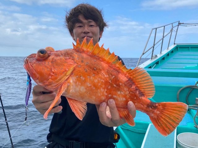 カンコ(ウッカリカサゴ)