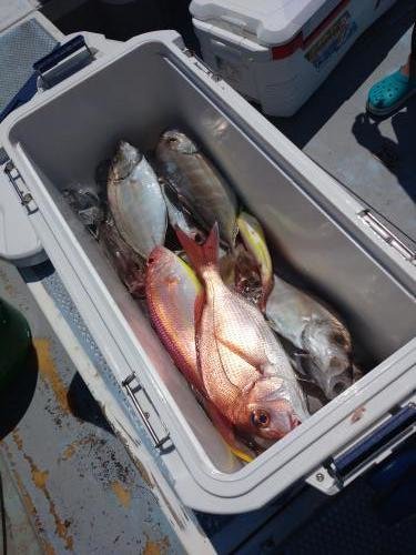 マダイ・カイワリ・イトヨリ(イトヨリダイ)