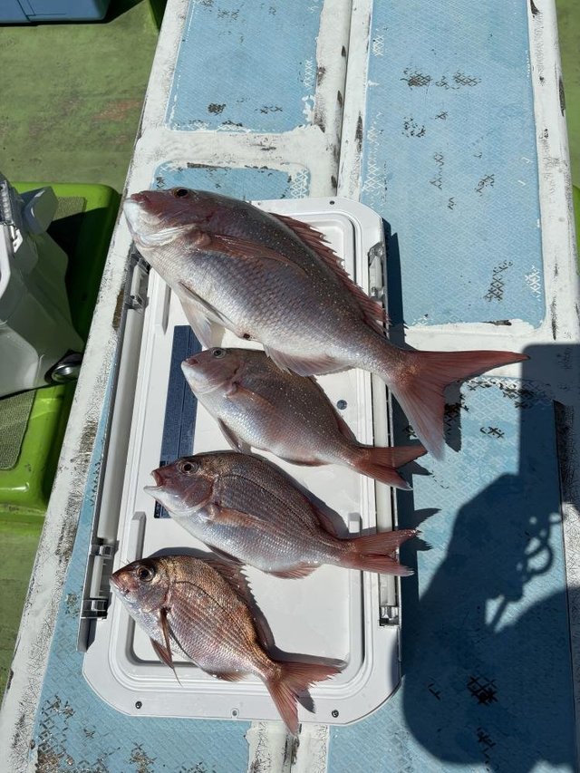 マダイ・ハナダイ(チダイ)