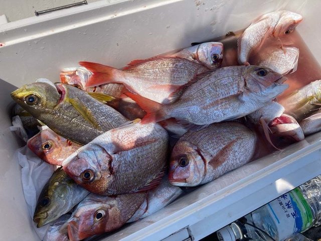 ハナダイ(チダイ)・イサキ