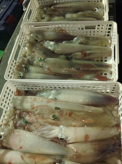 イカ(ヤリイカ)