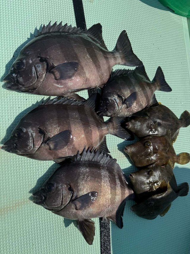 イシダイ・カワハギ