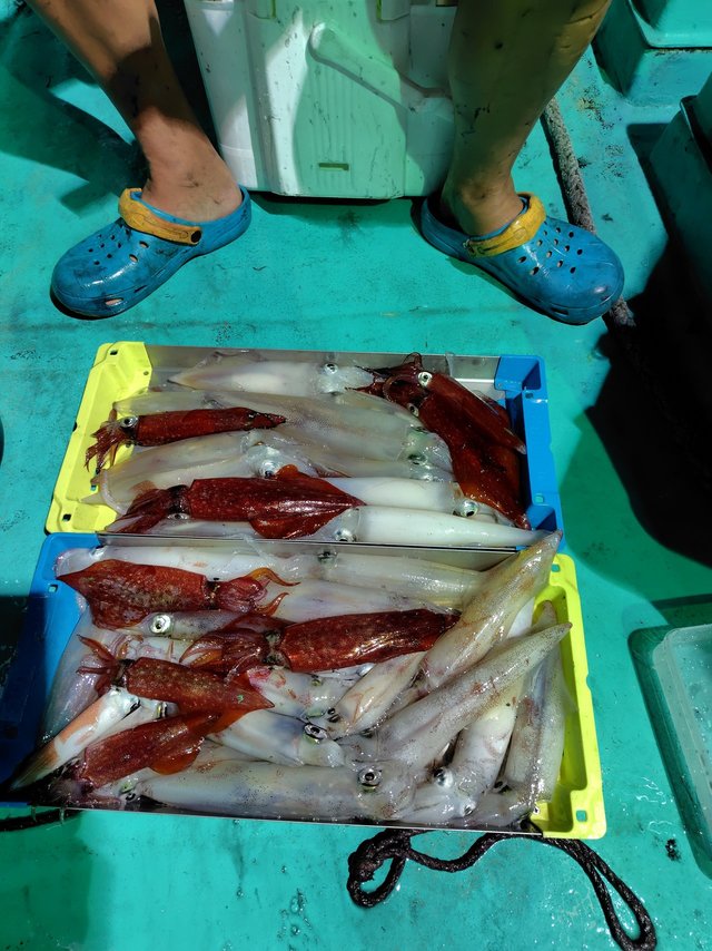 シロイカ(ケンサキイカ)