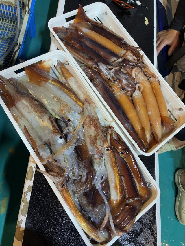 アカイカ(ケンサキイカ)・スルメイカ