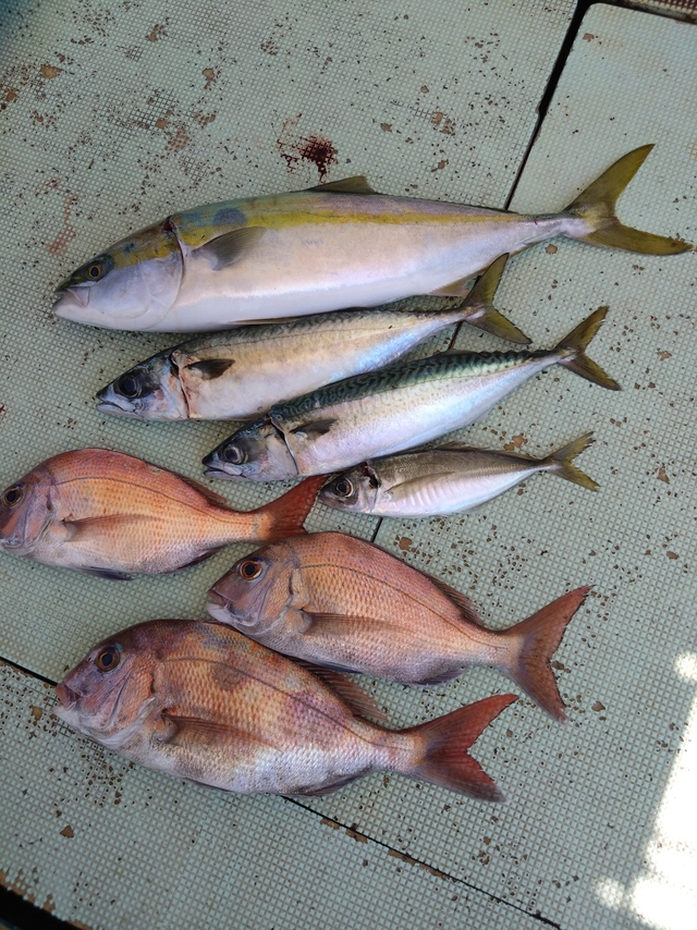 タイ(マダイ)・アジ(マアジ)・メジロ(ブリ)・サバ(マサバ)