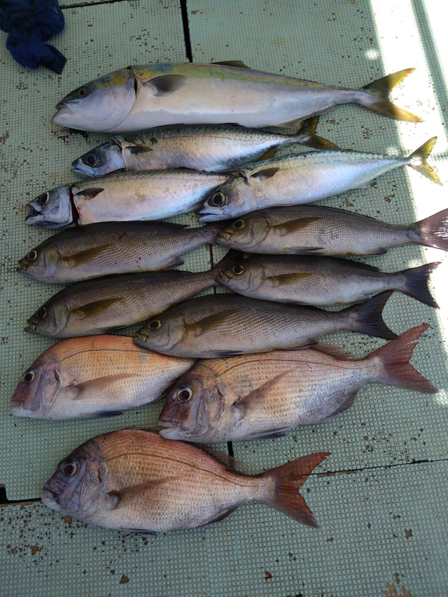 タイ(マダイ)・メジロ(ブリ)・イサギ(イサキ)・サバ(マサバ)