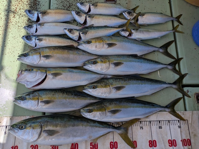 メジロ(ブリ)・マサバ