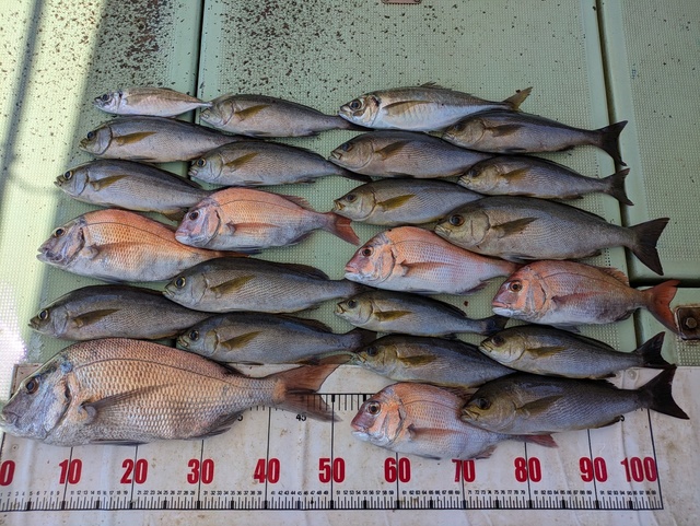 タイ(マダイ)・アジ(マアジ)・メジロ(ブリ)・イサギ(イサキ)・マサバ