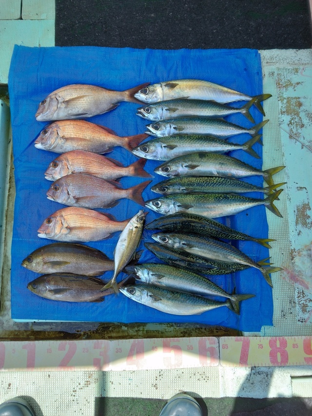 マダイ・マアジ・イサギ(イサキ)・マサバ