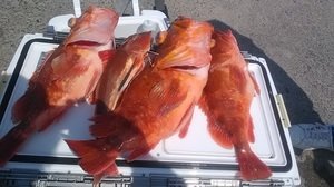 カンコ(ウッカリカサゴ)