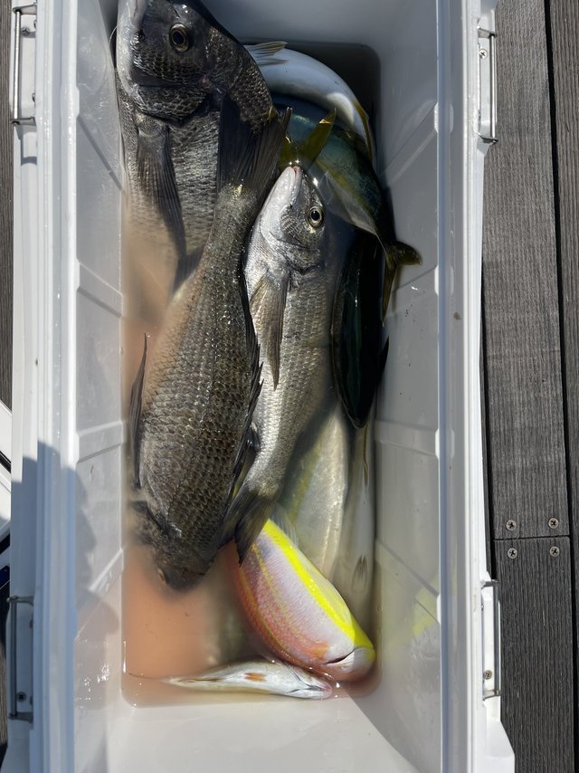 クロダイ・イトヨリダイ