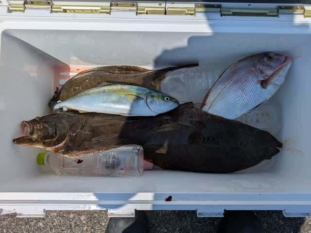 マダイ・ツバス(ブリ)・ヒラメ