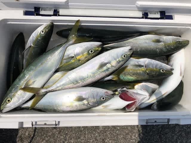 ツバス(ブリ)・ハマチ(ブリ)