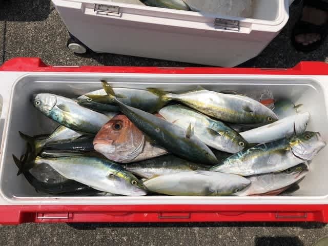 マダイ・ツバス(ブリ)・ハマチ(ブリ)