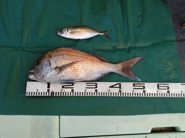 マダイ・マアジ