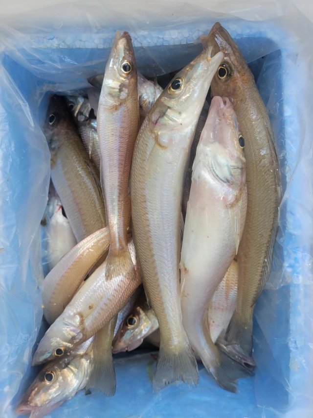 キス(シロギス)